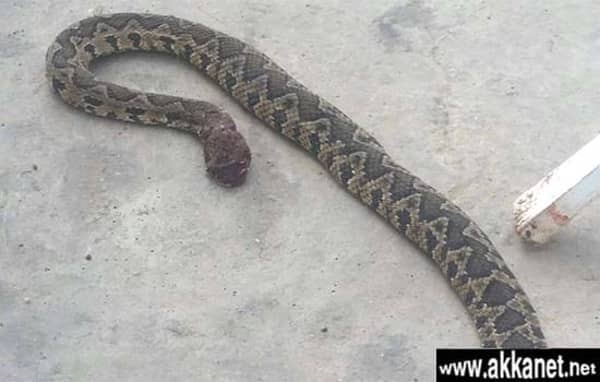 1630779116 Wuojccnsox