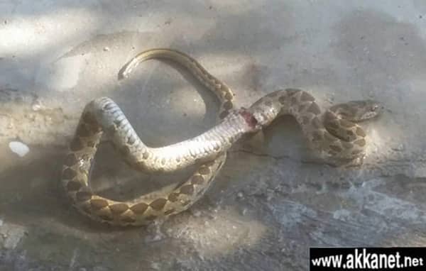 1630779454 Nrdtucknu8