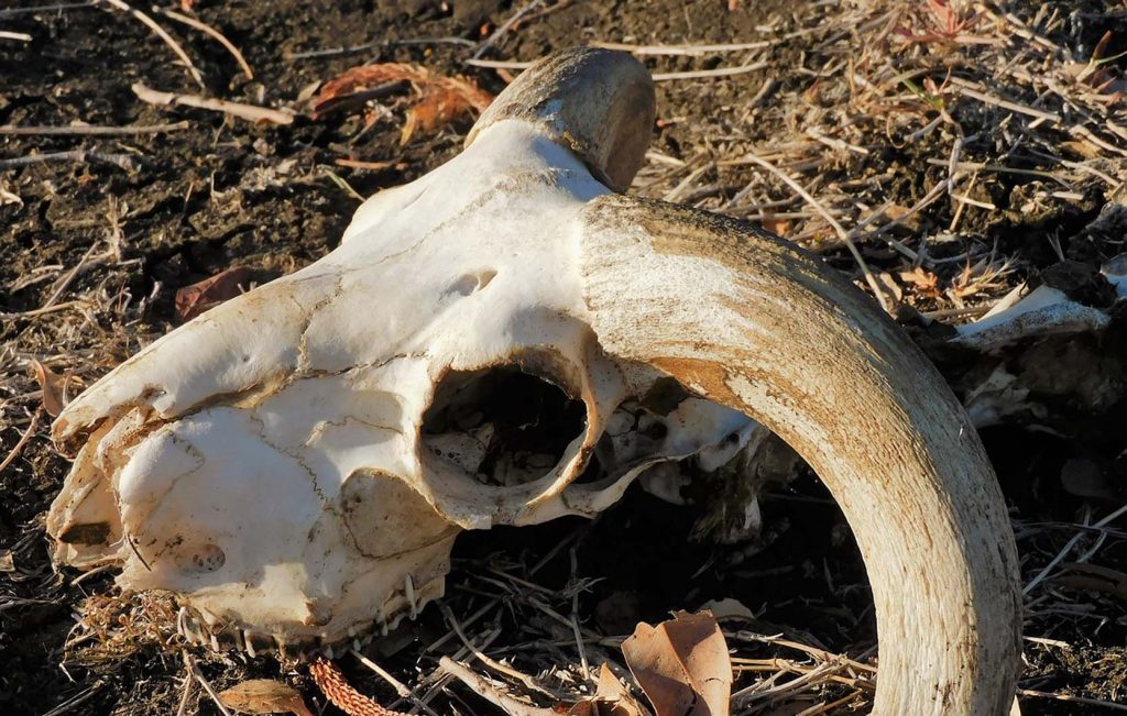 Skull 4648747 1280