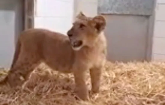 Screen Shot 2025 07 26 At 8.43.27 Am