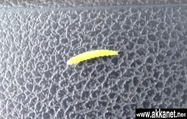 E655a548 Affa 43b6 8607 729b30f2f12f